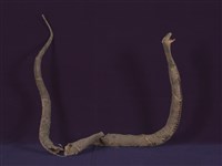 藏品(眼鏡蛇)的圖片